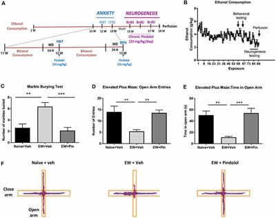 Pindolol Rescues Anxiety-Like Behavior and Neurogenic Maladaptations of Long-Term Binge Alcohol Intake in Mice